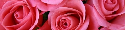 Blumen online versenden Geschenkidee: Blumen online versenden